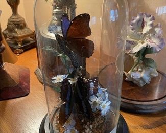Butterfly Glass Dome Display