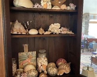 COLLECTIBLE  SEA SHELLS