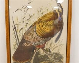 1203	LARGE AUDUBON PRINT, WILD TURKEY, 27 3/4 IN X 39 IN INCLUDING FRAME

