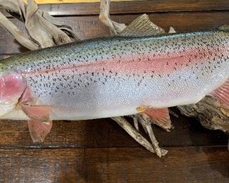 Rainbow Trout