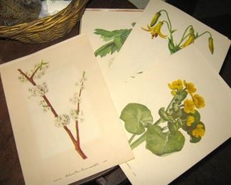 Botanical Prints