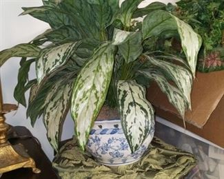 Plants / florals