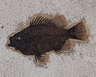 Fossil Fish
