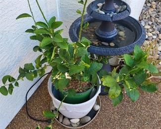 5 gallon citrus tree in white pot and patio fountain