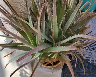 aloe plants in pottery very large and old.pjg