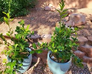 5 gallon citrus trees in blue pots