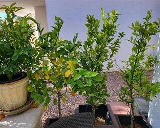 meyer lemon mandarin orange  mexican lime  kumquat citrus trees in pots
