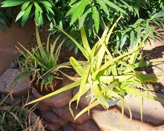 various aloe plants in pots