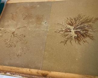 Very Old Plant Scrapbook