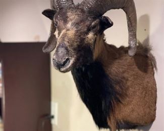 Shoulder Mounted Taxidermy Sheep / Ram
