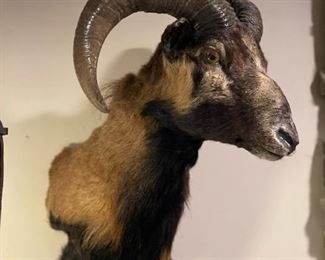 Shoulder Mounted Taxidermy Sheep / Ram