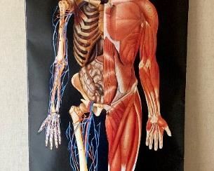 Dimensional Man Life Size Wall Chart