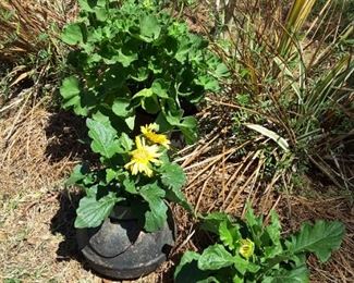 Vintage cast iron pots w/ geraniums & Gerber daisies