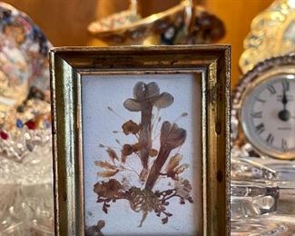 Antique pressed flowers