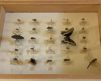 Bug Display
