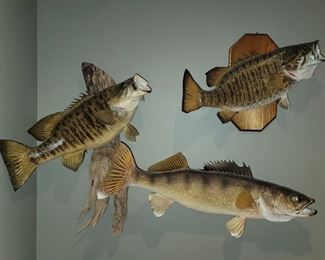 Taxidermy fish