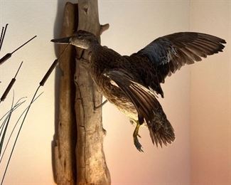 Taxidermy duck