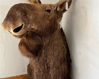 Mounted Moosehead