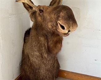 He looks pretty content but really deserves to be mounted on a wall.