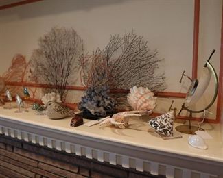 shells, and fan coral