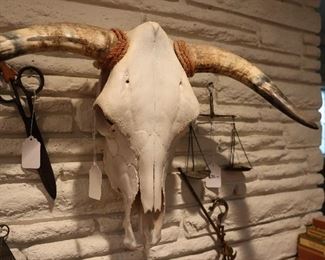 Cow skull