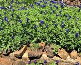 Don't forget to check out the bluebonnets April 21-23 at 615 Tremont Place, Tyler, Texas.