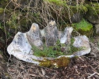 Giant clam shell yard art 