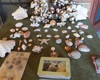 Collection of Sea Shells