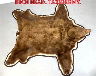 Lot 295 6 x 6 5 , Bear skin rug 8 inch head. Taxidermy. 