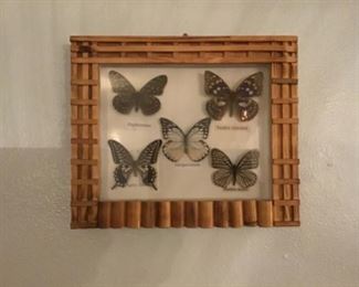 One of several framed  butterfly collections