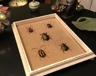 Glass and wood tray with bugs