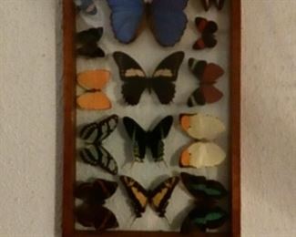 one Of several framed butterflies 