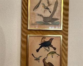 Vintage Framed Bird Drawings by Alexander Wilson & engraved by A. Lawson