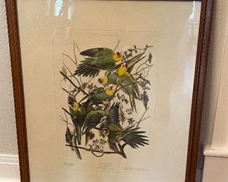 1950’s Centennial Edition of Audubon Prints by The History Institute of America “Carolina Parrot” Y-3