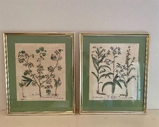 Circa 1613 “Besler Flowers” Flower Engraving by Basilius Besler