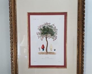 One of a pair of nicely framed/matted arborist botanical prints.