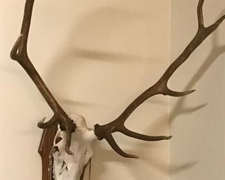 Mounted Elk antlers! The size is impressive!