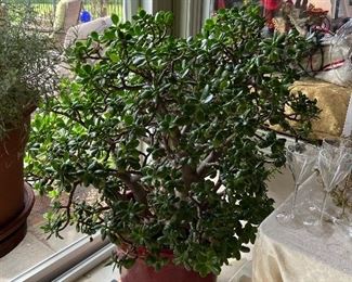 The mother of all Jade plants! Huge ( about 3 /12 to 4 feet tall!