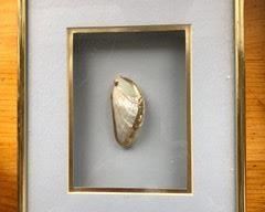 Gold trimmed shell under glass