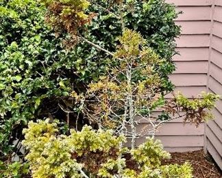 Item 187:  Bonsai Tree in Planter (in need of TLC):  $75