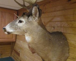 White Tail Taxidermy ( The One That Didn't Get Away )
