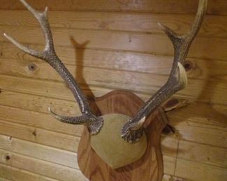 Elk Taxidermy