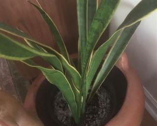 plant available only - not the terracotta pot