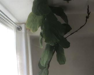 7' tall live plant - next picture is the bottom half