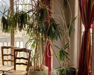 TWO HUGE Dracaena Marginata Plants, Cement Bull Dog Statue, Pair of Antique Chairs