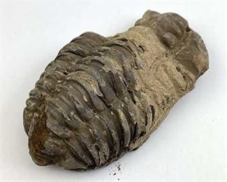 Large Trilobyte Fossil, Morocco