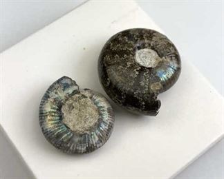 Pair of Ammonite Fossils w/ Excellent Color