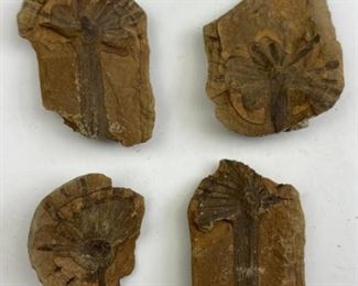 Annularia Nodule, USA Plant Fossils