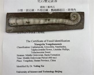 c. 460 Million Year Old Cephalopod Fossil, China. Paper information included.