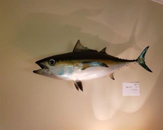 Tuna taxidermy